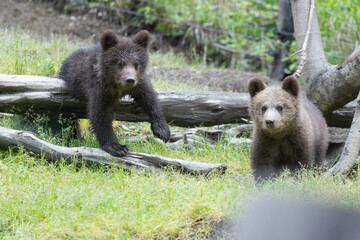 Fototapeta na wymiar Brown baby bear cub siblings in a green meadow