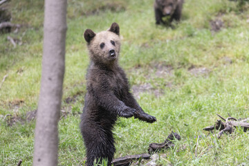 Brown baby bear cub standing on its hind legs