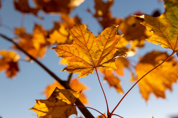 Maple tree foliage in autumn