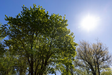 deciduous trees in the spring season in sunny weather