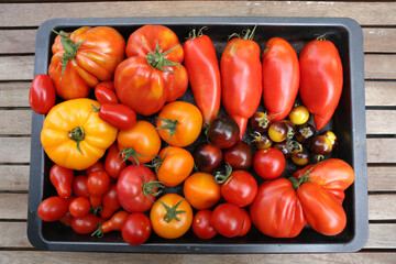 Verschiedene Tomatensorten aus dem eigenen Garten