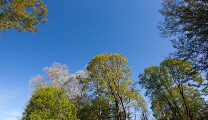 Obraz premium Young spring foliage of trees in the spring season