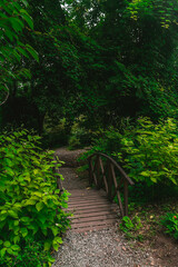A small bridge among the dense green vegetation in the park. Wooden bridge among dense greenery.