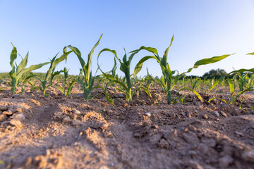 illuminated by orange sunlight green corn sprouts at sunset