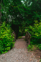 Obraz premium A small bridge among the dense green vegetation in the park. Wooden bridge among dense greenery.