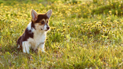 Loveable Pembroke Welsh Corgi baby sit on lawn full of yellow dandelions. Doggy with black-white fur relax on warm day.