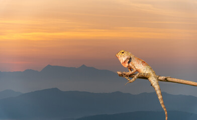 chameleon on tree on ground isolated background Asian species