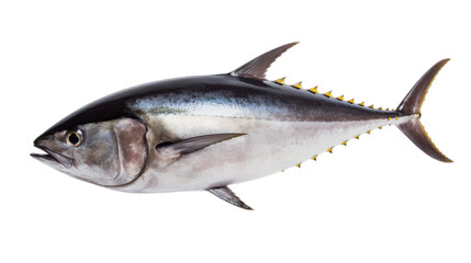 A tuna fish isolated on a transparent background