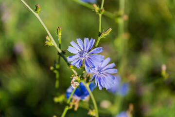 Chicory flowers on stem on blurred background in sunny day