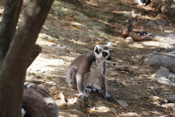 ワオキツネザル
英名：Ring-tailed Lemur
学名：Lemur catta
分類：霊長目　キツネザル科