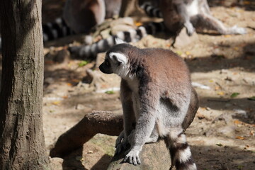 ワオキツネザル
英名：Ring-tailed Lemur
学名：Lemur catta
分類：霊長目　キツネザル科