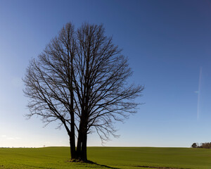 A lonely growing tree in a field, blue sky