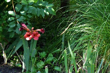 red and yellow flower