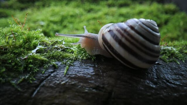 Grape snail slowly creeping on wet wooden twig with moss in the dark forest. Nature life. UHD 4k video