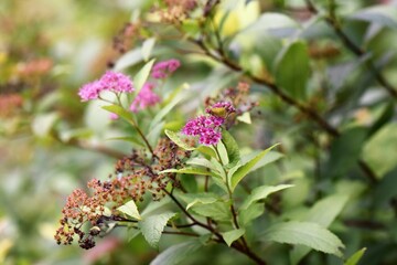butterfly on a flower