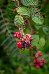Ripening blackberries in August, with a shallow depth of field