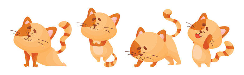 Obraz premium Ginger Cat with Striped Tail Doing Yoga Standing in Asana Vector Set
