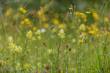 Yellow rattle and other wildflowers, in a meadow in late spring