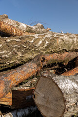 Fototapeta premium a pile of sawn wood after deforestation, harvesting of wood