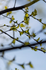 young birch with new green leaves in the spring season