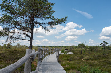 Fototapeta na wymiar Moor landscape with a wooden path
