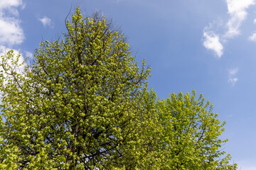 Fototapeta premium green foliage of linden trees in the spring season