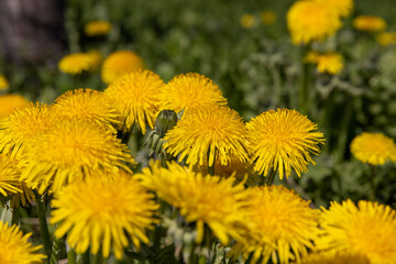 yellow spring dandelions blooming in the field