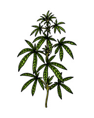 Cannabis branch sketch. Marijuana botanical drawing. Hand drawn realistic vector illustration