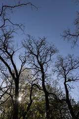 Fototapeta premium deciduous trees in a mixed forest in the spring season