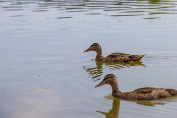 Fototapeta premium hungry ducks swimming on the lake in the summer
