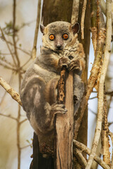 Sportive lemur, Lepilemur, endemic in Madagaskar