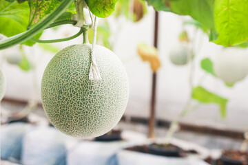 The melons are in a large greenhouse near the harvest time. Organic farming concept. Agricultural...