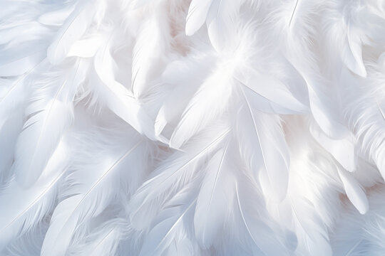 Fototapeta Background with white soft feather texture, concept suitable for sleep and health.