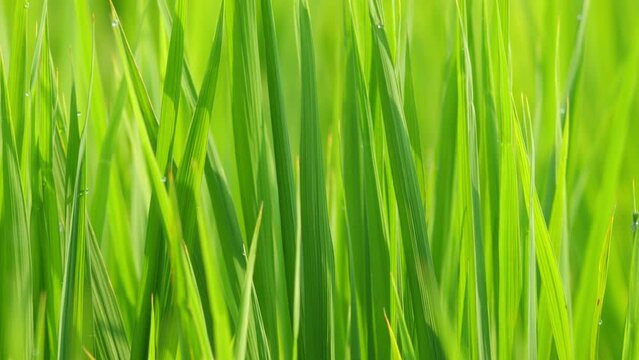 Beautiful ricefield scene with waterdrop early morning