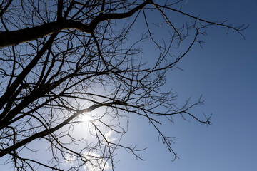 deciduous trees in sunny weather in early spring