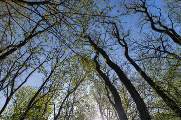 Obraz premium deciduous trees in a mixed forest in the spring season