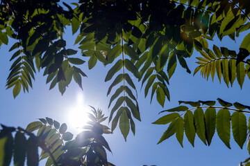 sumac tree with green foliage in windy weather