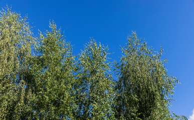 High birch tree in summer