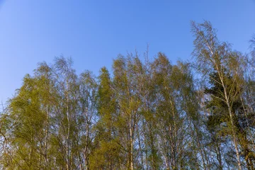 Foto op Plexiglas birches with new foliage in the spring season © rsooll