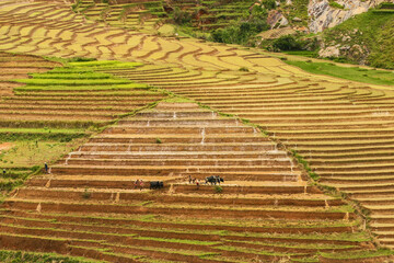 Rice terraces and rice farming with zebu in Madagascar