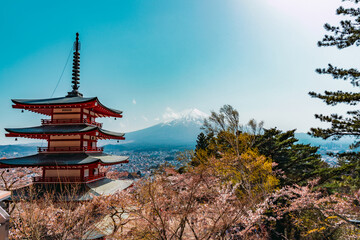 A view of Mount Fuji in Japan with a traditional red Pagoda.
Cherry blossom.