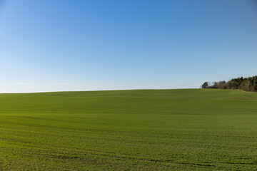 green wheat sprouts in early spring, green winter wheat