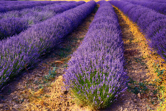 Close-up of lavender growing in a field, Viguzzolo, Alessandria, Piedmont, Italy