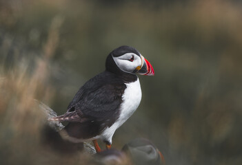 Atlantic puffin (Fratercula arctica) on the island of Runde in the Norway