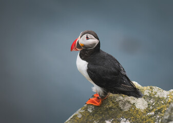 Atlantic puffin (Fratercula arctica) on the island of Runde in the Norway