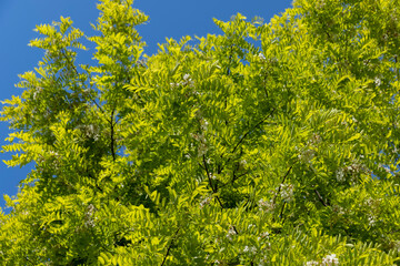 the acacia tree is white with green foliage during flowering in spring