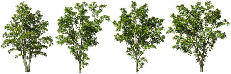 Collections tropics green trees shapes set cutout transparent backgrounds 3d rendering png