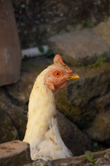 hen head