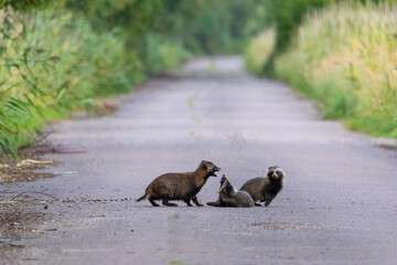 Familie Marderhund am Pramort bei Zingst an der Ostsee.