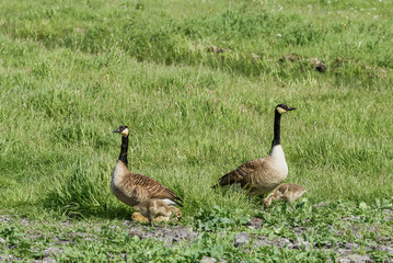 Canadian geese, branta canadensis, with three young goslings in tall grass